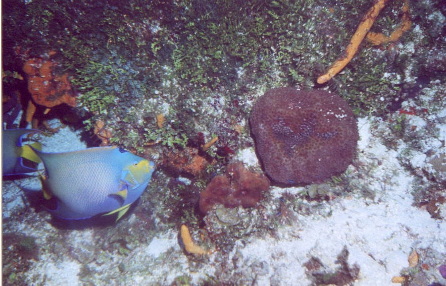 03_Georges_Reef-06.jpg