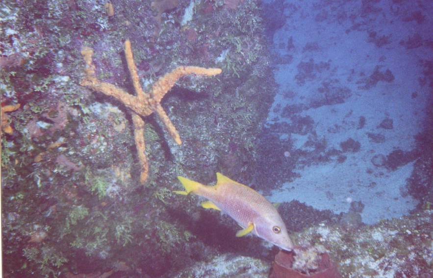 03_Georges_Reef-09.jpg