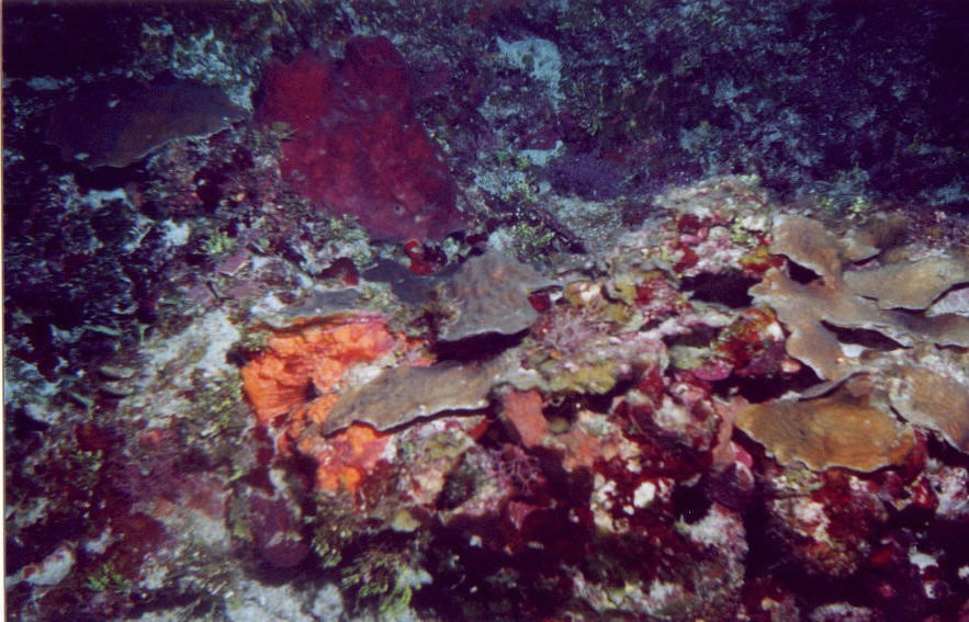 03_Georges_Reef-10.jpg