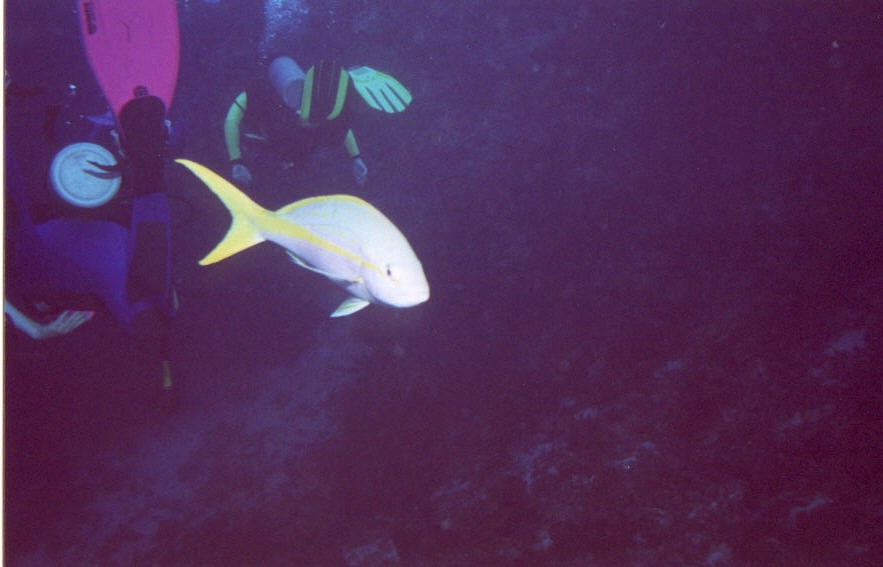 03_Georges_Reef-11.jpg