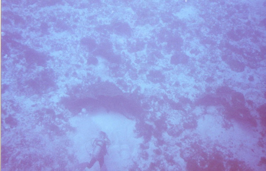 05_Delilah_Wall-Shark.jpg
