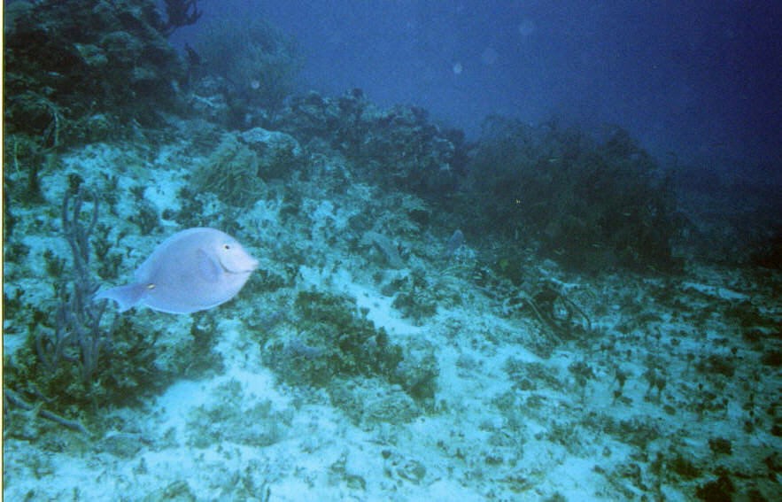 06_Chuckup_Reef-01.jpg