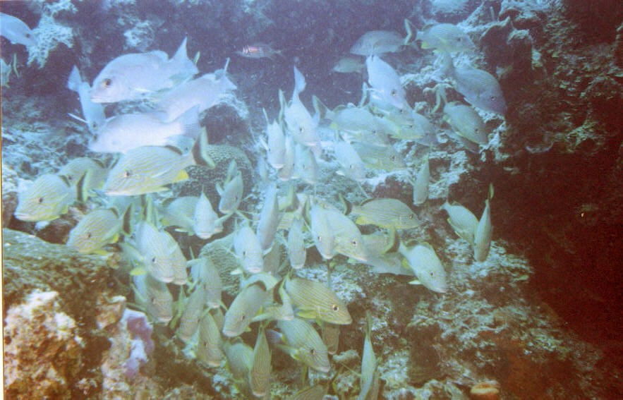 06_Chuckup_Reef-08.jpg
