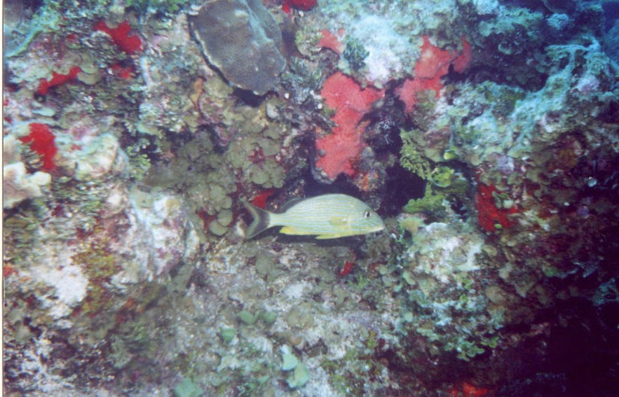 06_Chuckup_Reef-13.jpg
