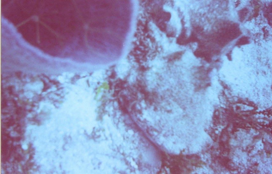 06_Chuckup_Reef-18.jpg