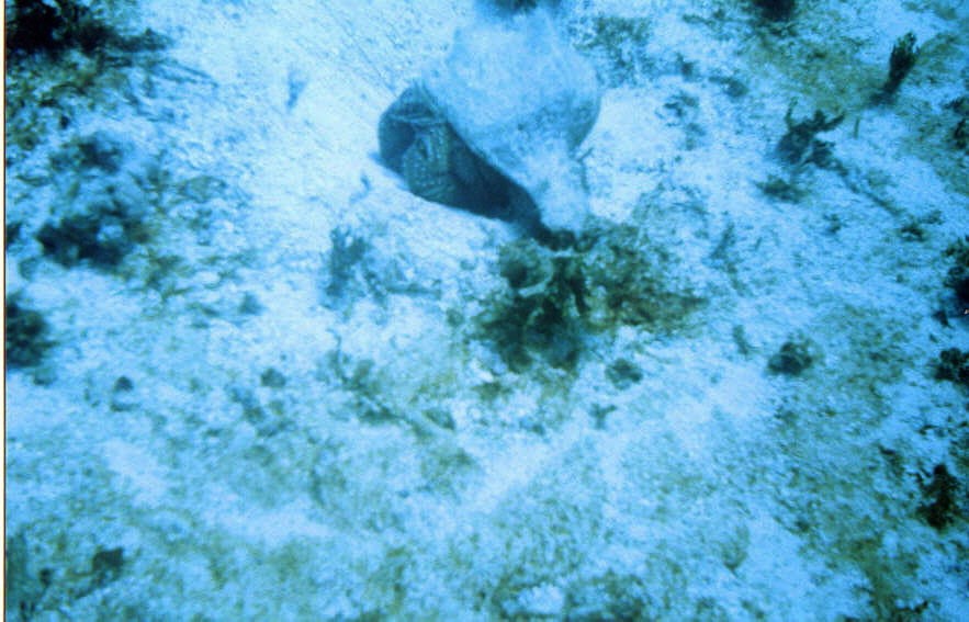 06_Chuckup_Reef-19.jpg