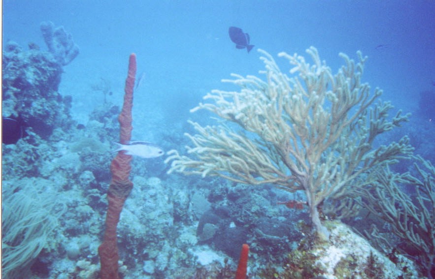 06_Chuckup_Reef-24.jpg
