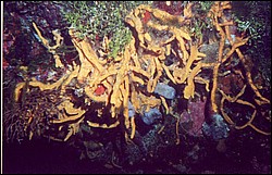 01_Columbia_Deep-03.jpg