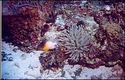 02_Delilah_Reef-01.jpg