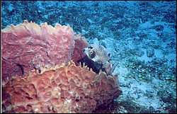 02_Delilah_Reef-04.jpg