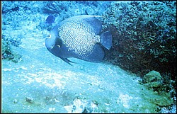 02_Delilah_Reef-05.jpg