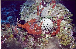 03_Georges_Reef-02.jpg
