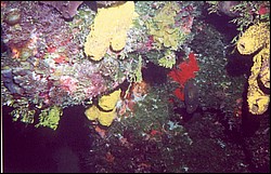 03_Georges_Reef-03.jpg