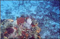 03_Georges_Reef-04.jpg