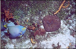 03_Georges_Reef-06.jpg