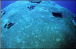 03_Georges_Reef-07.jpg