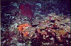 03_Georges_Reef-10.jpg