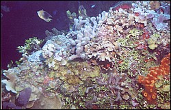 03_Georges_Reef-12.jpg