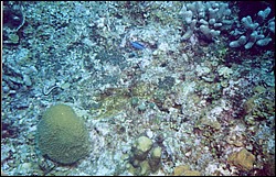 06_Chuckup_Reef-04.jpg