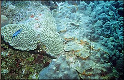 06_Chuckup_Reef-05.jpg