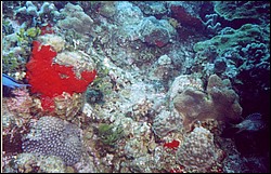 06_Chuckup_Reef-06.jpg