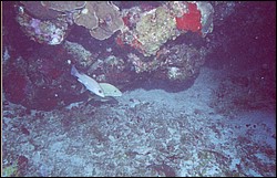 06_Chuckup_Reef-14.jpg