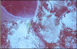 06_Chuckup_Reef-18.jpg