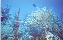 06_Chuckup_Reef-24.jpg