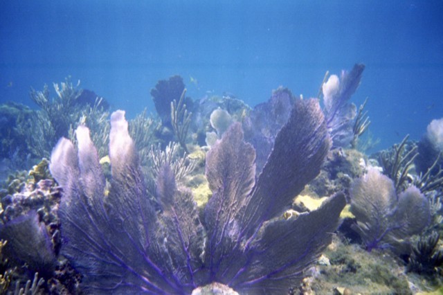 5944_02a.jpg