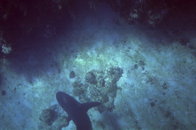5945_12a.jpg