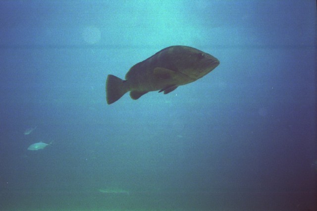 5945_14a.jpg