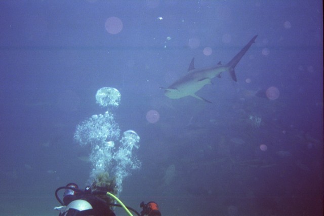 5945_15a.jpg