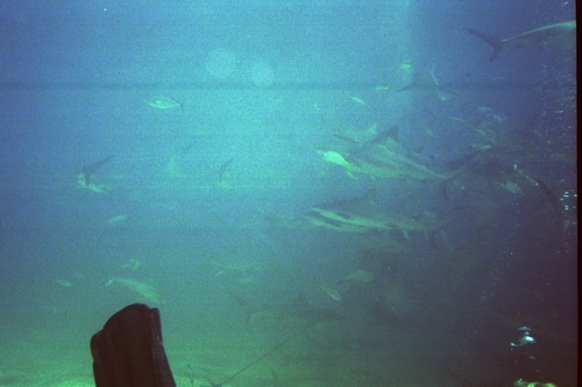 5945_16a.jpg