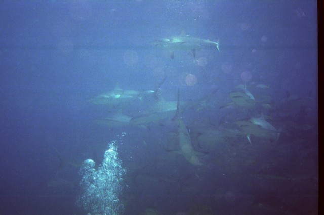 5945_20a.jpg
