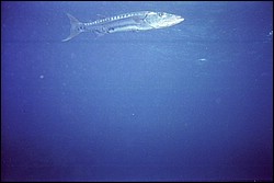 5942_00a.jpg