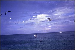 5942_20a.jpg