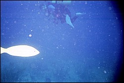 5943_06a.jpg