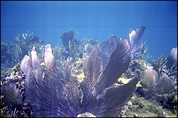 5944_02a.jpg