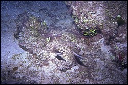 5945_00a.jpg