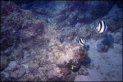 5945_02a.jpg