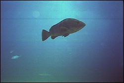 5945_14a.jpg