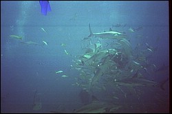 5945_18a.jpg