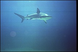 5945_19a.jpg