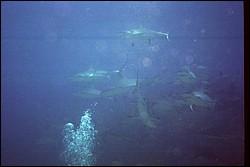 5945_20a.jpg