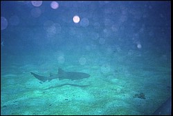 5945_21a.jpg