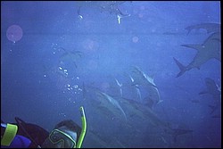 5945_22a.jpg