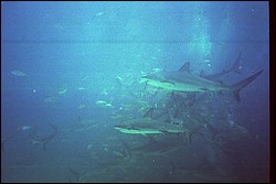 5945_24a.jpg