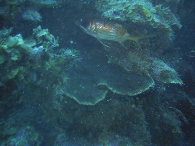 IMAG0011.JPG
