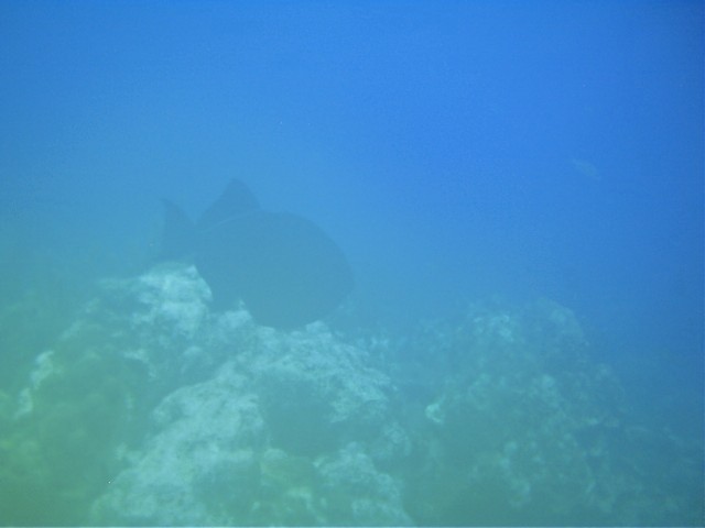 IMAG0043.JPG