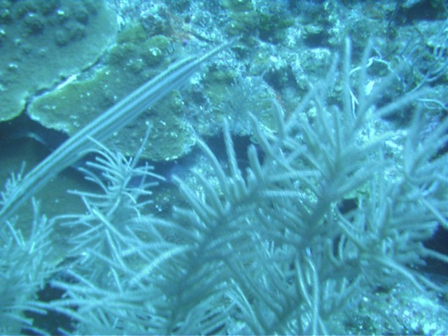 IMAG0091.JPG